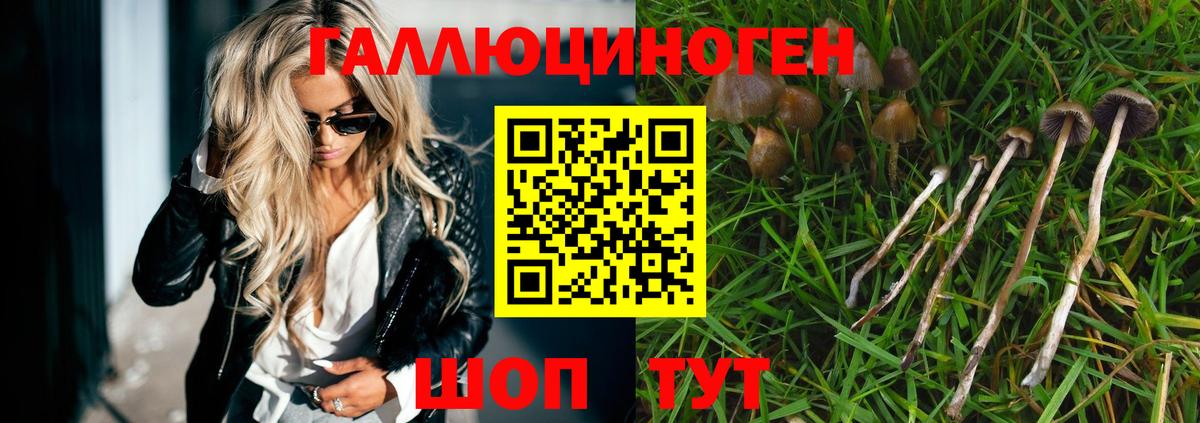 Галлюциногенные грибы Psilocybine cubensis Армавир